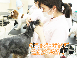 夏休みもモデル犬の健康チェック！
